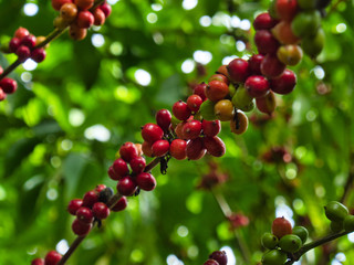 Fresh coffee beans ripening into red berries on a Coffea arabica branch, on a plantation in the...