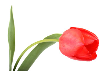 Red tulip