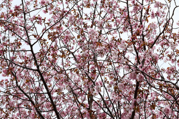 Sakura. Apricot blossom.
