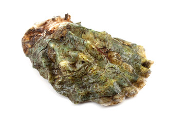 Oyster