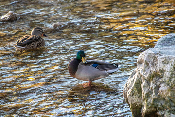 Two ducks in a shallow water