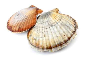 Two scallops