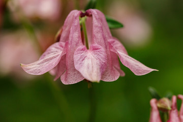 Aquilegia flowers bluebells on green blurred background