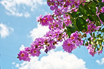 Blooming Thai giant crape myrtle ,Pride of India ,Queen's crepe-myrtle (Lagerstroemia speciosa ,Lagerstroemia floribunda) is deciduous evergreen tree has colorful long-lasting flowers in purple color