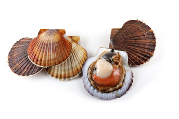 Scallops and opened scallop