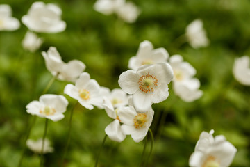White spring anemone flowers on a blurry green background in the spring garden