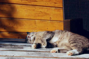 Gray cat lying outdoors. Tabby cat, wooden background, close up. Animals, pets, animals day concept.
