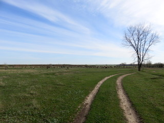 Rural landscape with a road in the field, a flock of sheep and a blue sky with white clouds