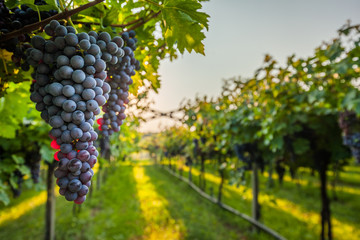 grape harvest Italy