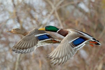 A pair of mallard ducks in fast flight, closeup. Flying over lake.  Autumn colored leaves of trees...