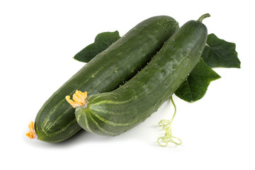 Cucumber, leaves and tendril