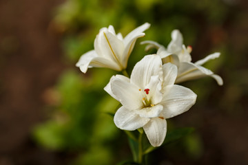 Naklejka na ściany i meble White lilies blossomed in the spring garden on Women's Day