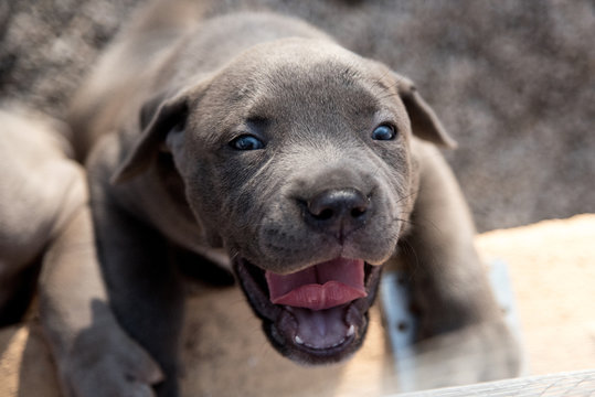 American Bully Pitbull Welpe 