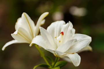 Fototapeta na wymiar White lilies blossomed in the spring garden on Women's Day