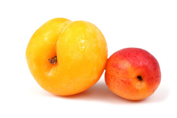Two apricots