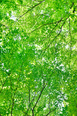 Fototapeta na wymiar 十日町の美人林 新緑と木漏れ日