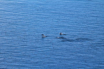 A group of penguins in the cold waters of the Antarctic Peninsula, Antarctica