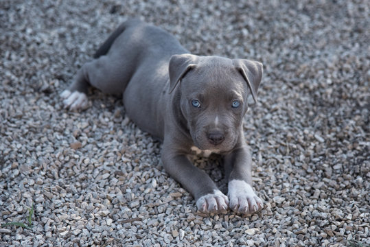 American Bully Pitbull Welpe 