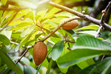 Mamey fruit on the tree branch.