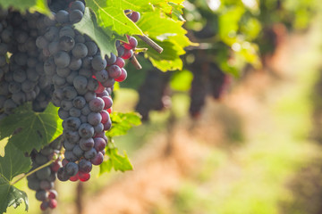 Naklejka premium grape harvest Italy