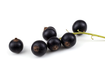 Cluster of black currant