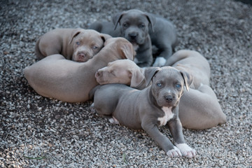 American Bully Pitbull Welpen
