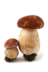 Boletus regius and king bolete mushrooms