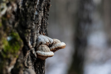mushroom grew on a birch tree in winter, Moscow