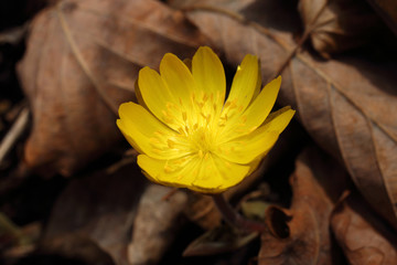 Adonis amurensis, Far Eastern snowdrop