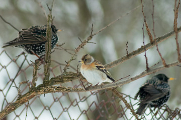 Finch bird winter in wildlife 