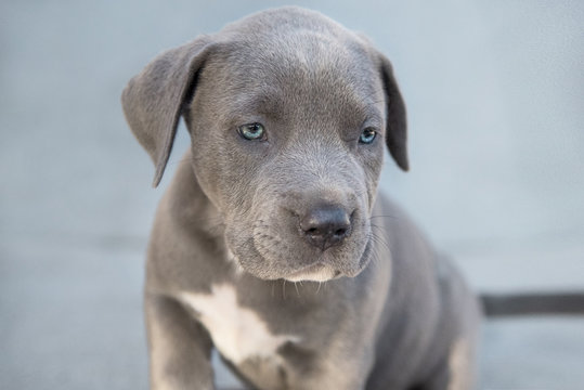 American Bully Pitbull Welpe 