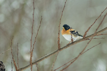 Finch bird winter in wildlife 