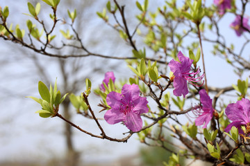 Rhododendron dauricum