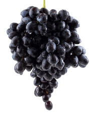 Growing black grape