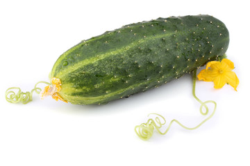 Cucumber, tendril and flower