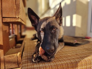 German shepherd dog young puppy eating the bone, meat or granula. Slovakia