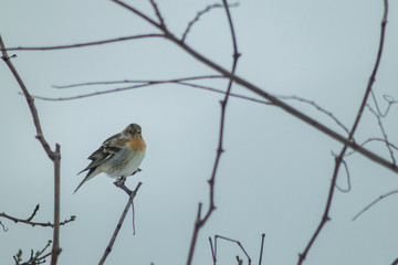 Finch bird winter in wildlife 