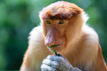 Fototapeta premium Wild Proboscis monkey or Nasalis larvatus, in rainforest of Borneo, Malaysia