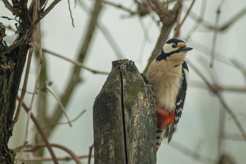 Woodpecker sitting on branch and search for food