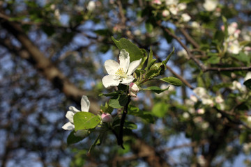 Apple flower and buds