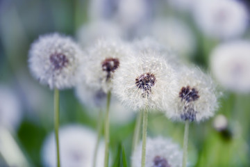 A lot of white fluffy flowered dandelions in a green meadow on a sunny day. Soft selective focus. Magic fluffy flowers.