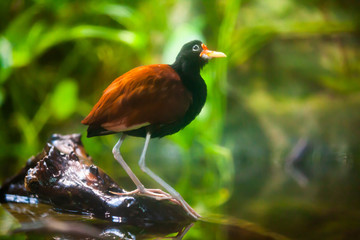Wattled jacana on tree branch