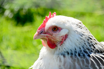weißes Huhn