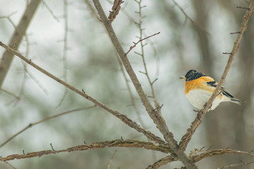 Obraz premium Finch bird winter in wildlife 