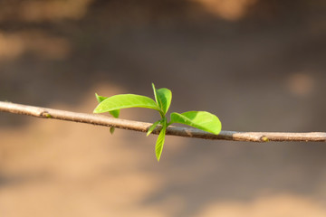 Young leaves indicate the spring. Fresh small leaves on the branch.