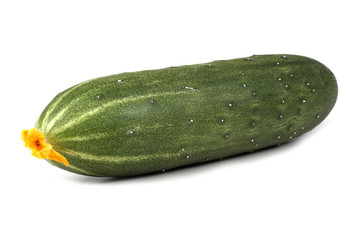 Cucumber