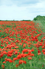 Poppies, Derbyshire England