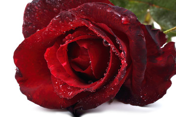 Red rose. Macro background