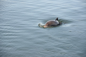 Schweinswal in der Ostsee
