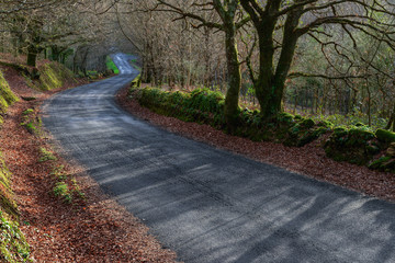Rural Road crosses Placid Landscapes of Deciduous Forests